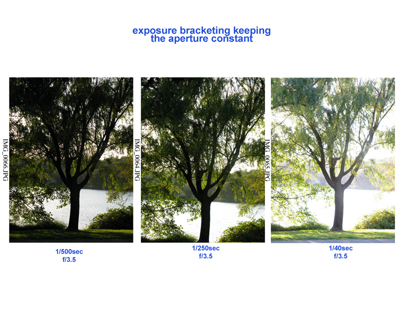 9-12-07 Exposure Bracketing of Tree