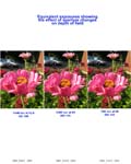 9-12-07 Equivalency Contact Sheet of Flower