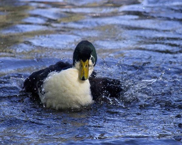 %_tempFileNameLeroy%20Newton_788331_assignsubmission_file_duck-bath%