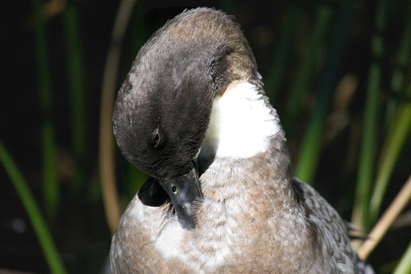 %_tempFileNameLeroy%20Newton_788331_assignsubmission_file_duck-preening2%