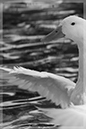 %_tempFileNameLeroy%20Newton_788331_assignsubmission_file_duck-flaps-bw%