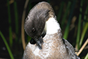 %_tempFileNameLeroy%20Newton_788331_assignsubmission_file_duck-preening2%