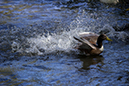 %_tempFileNameLeroy%20Newton_788331_assignsubmission_file_duck-splashing%