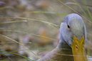 %_tempFileNameLeroy%20Newton_788331_assignsubmission_file_duck-walking-in-grasses%