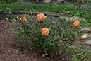 %_tempFileNameLynnette%20Duncan_768234_assignsubmission_onlinetext_DSC_2983%