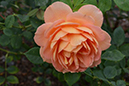 %_tempFileNameLynnette%20Duncan_768234_assignsubmission_onlinetext_DSC_2984%
