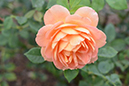 %_tempFileNameLynnette%20Duncan_768234_assignsubmission_onlinetext_DSC_2990%