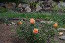 %_tempFileNameLynnette%20Duncan_768234_assignsubmission_onlinetext_DSC_3000%
