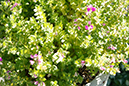 %_tempFileNameWhitney%20Dandridge_766038_assignsubmission_file_3-6%20ins.%20away,%20High%20aperture%