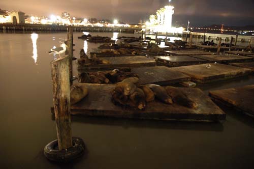 Sea Lions at Pier 39