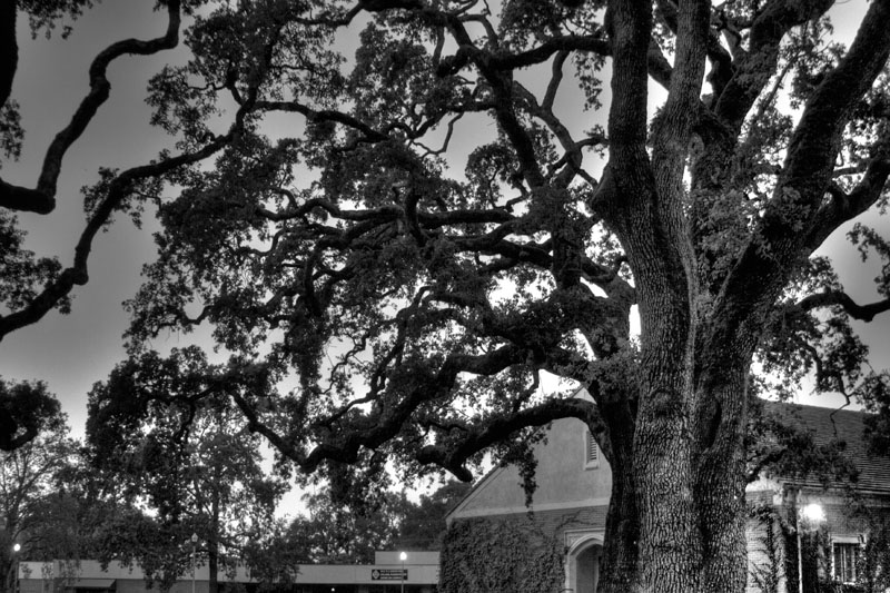 campusAtDusk-HDR-BW