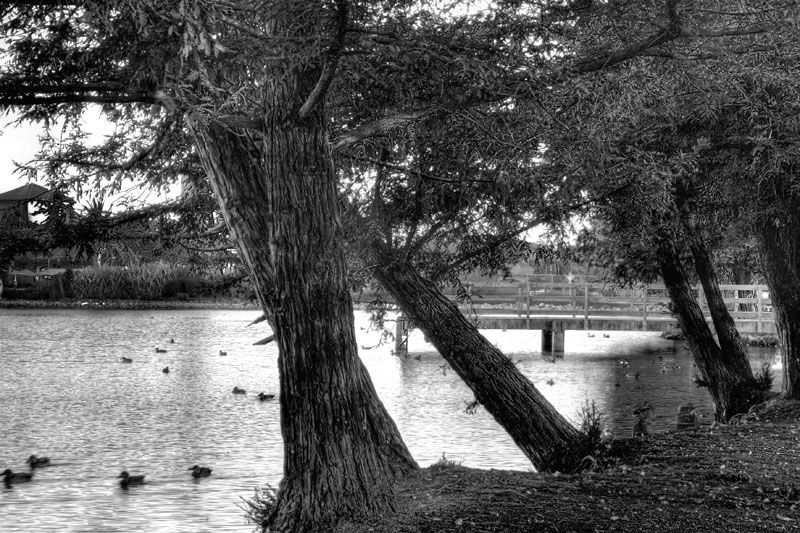 ducksAtSunset-HDR-BW