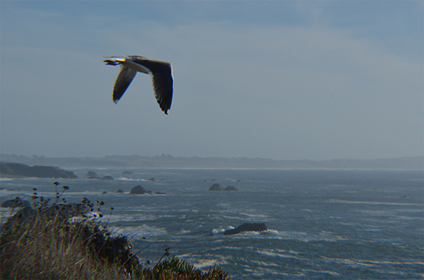 %_tempFileNameElizabeth%20Chabot_642545_assignsubmission_file_flying_seagull%