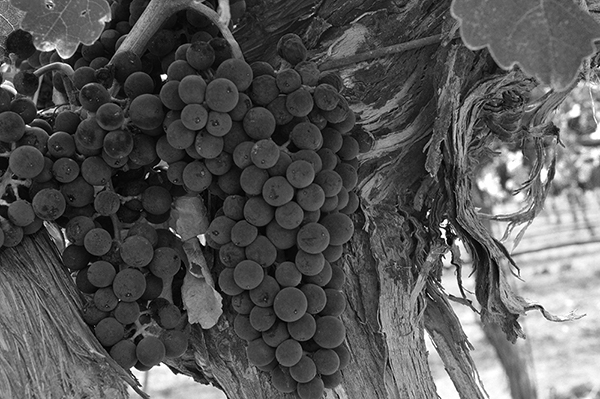 %_tempFileNameElizabeth%20Chabot_642545_assignsubmission_file_grapes_bw%