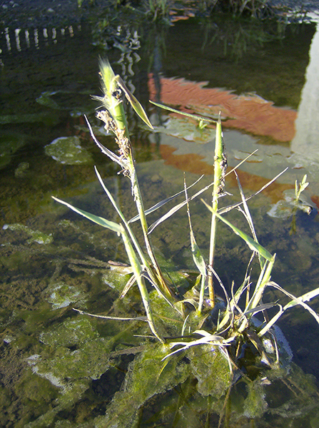 %_tempFileNameElizabeth%20Chabot_642545_assignsubmission_file_pond_plant%