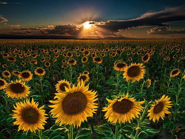 %_tempFileNameMeghan%20Brabant_643842_assignsubmission_file_sunflowers-forever_2%