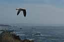 %_tempFileNameElizabeth%20Chabot_642545_assignsubmission_file_flying_seagull%