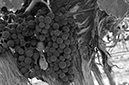 %_tempFileNameElizabeth%20Chabot_642545_assignsubmission_file_grapes_bw%