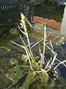 %_tempFileNameElizabeth%20Chabot_642545_assignsubmission_file_pond_plant%