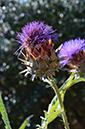 %_tempFileNameElizabeth%20Chabot_642545_assignsubmission_file_purple_flower%