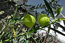 %_tempFileNameElizabeth%20Chabot_642545_assignsubmission_file_spiked_fruit%