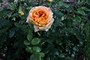 %_tempFileNamePrachan%20Tamang_1020379_assignsubmission_onlinetext_IMG_0985%
