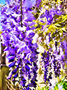 %_tempFileNameTheresa%20Carlson_1020371_assignsubmission_file_Lilacs%