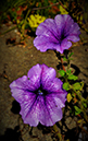 %_tempFileNameTheresa%20Carlson_1020371_assignsubmission_file_Petunias%