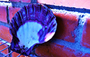 %_tempFileNameTheresa%20Carlson_1020371_assignsubmission_file_Purple%20Seashell%